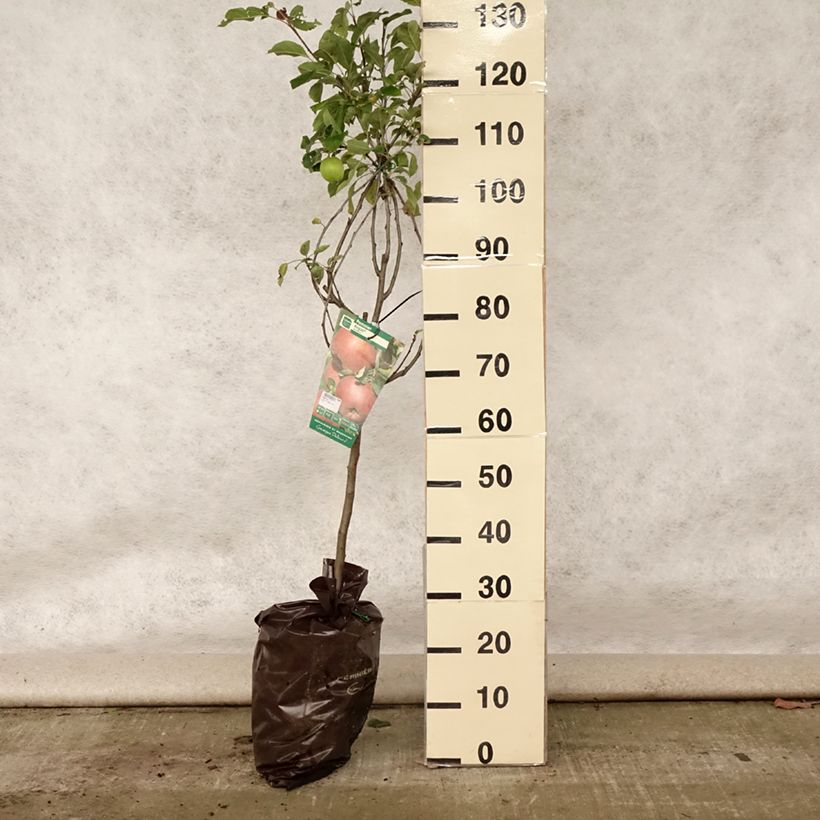Exemplar von Apfelbaum Regali - Malus domestica Plug "Fertig-zum-Pflanzen", Gobelet-Form wie im Sommer geliefert