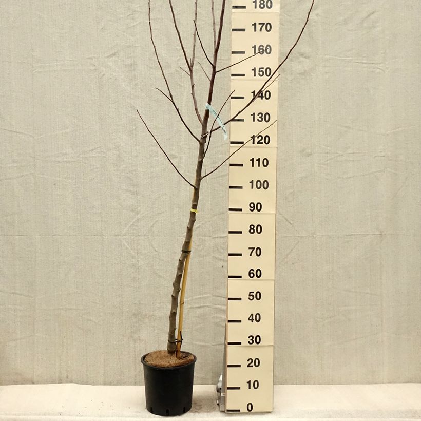 Exemplar von Apfelbaum Reinette Blanche du Canada - Malus domestica Topf mit 7,5L/10L, Halbstamm wie im Frühjahr geliefert