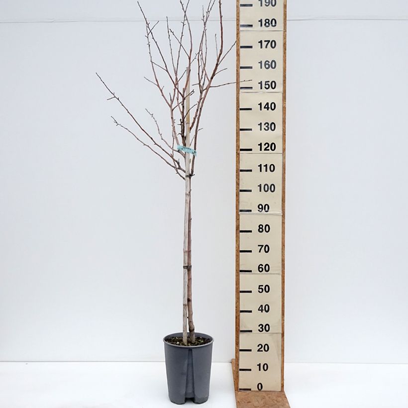 Exemplar von Apfelbaum Reinette Blanche du Canada - Malus domestica Topf mit 7,5L/10L, Halbstamm wie im Herbst geliefert