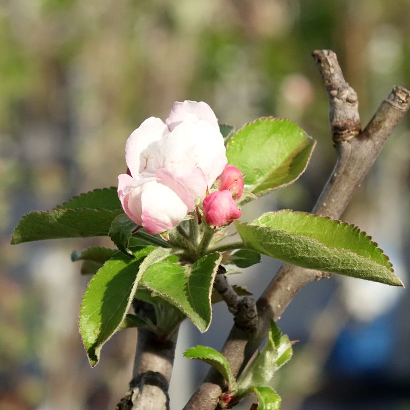 Apfelbaum Reinette Blanche du Canada - Malus domestica (Flowering)