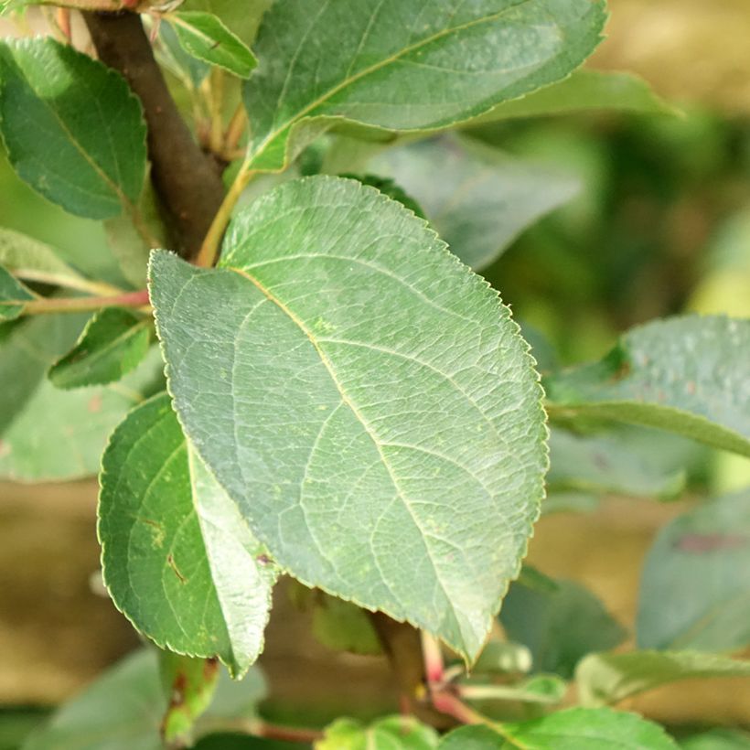 Apfelbaum Reinette Clochard - Malus domestica (Foliage)