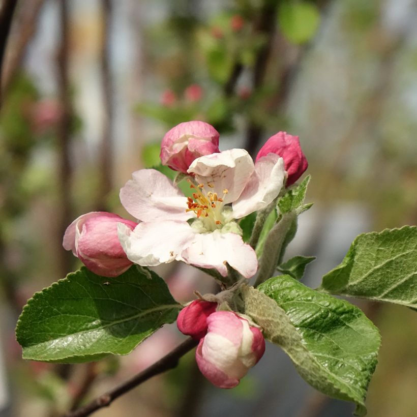 Apfelbaum Reinette Clochard - Malus domestica (Flowering)