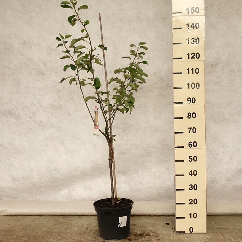 Exemplar von Apfelbaum Reinette de Brive - Malus domestica Topf mit 7,5L/10L, Gobelet-Form wie im Sommer geliefert