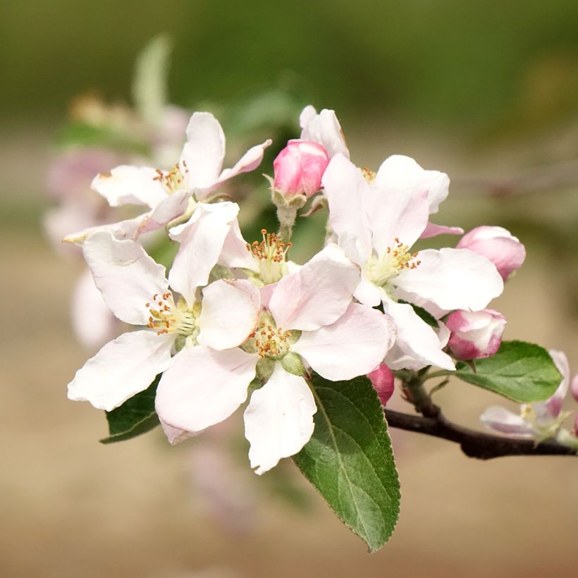 Apfelbaum Reinette de Caux - Malus domestica (Flowering)