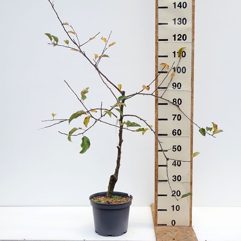 Exemplar von Apfelbaum Reinette du Mans - Malus domestica Topf mit 7,5L/10L, Gobelet-Form wie im Herbst geliefert