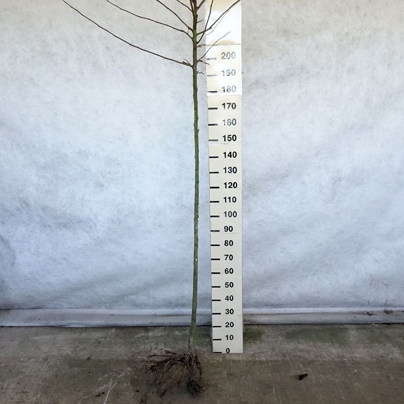Example of Apfelbaum Reinette Etoilée - Malus domestica Wurzelnackt, Hochstamm as you get in hiver