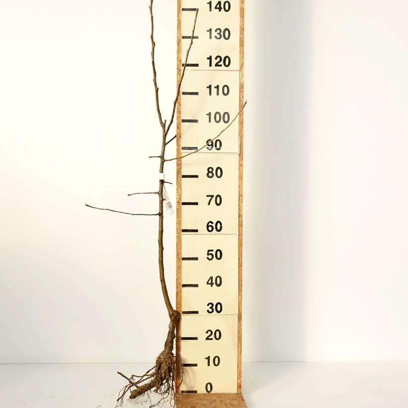 Exemplar von Apfelbaum Reinette Etoilée - Malus domestica Wurzelnackt, Gobelet-Form wie im Winter geliefert
