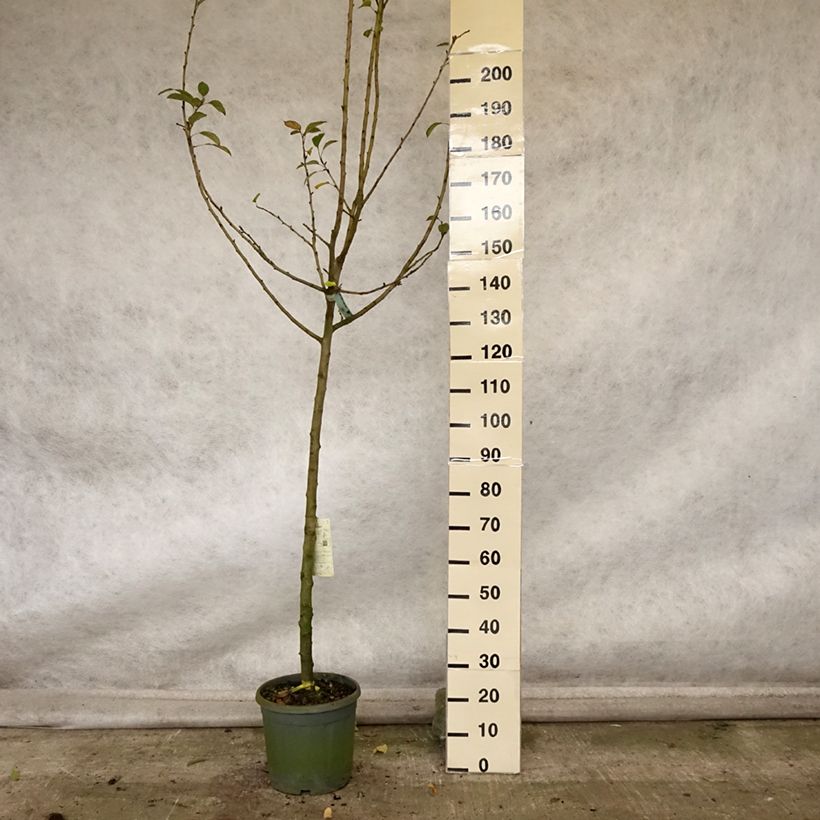 Example of Apfelbaum Reinette grise du canada - Malus domestica Topf mit 7,5L/10L, Halbstamm as you get in automne