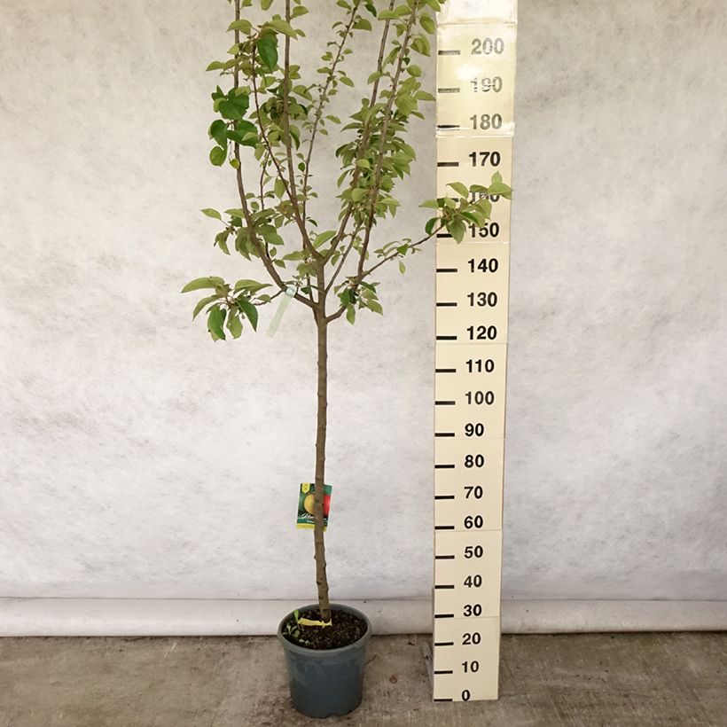 Exemplar von Apfelbaum Reinette grise du canada - Malus domestica Topf mit 7,5L/10L, Halbstamm wie im Sommer geliefert