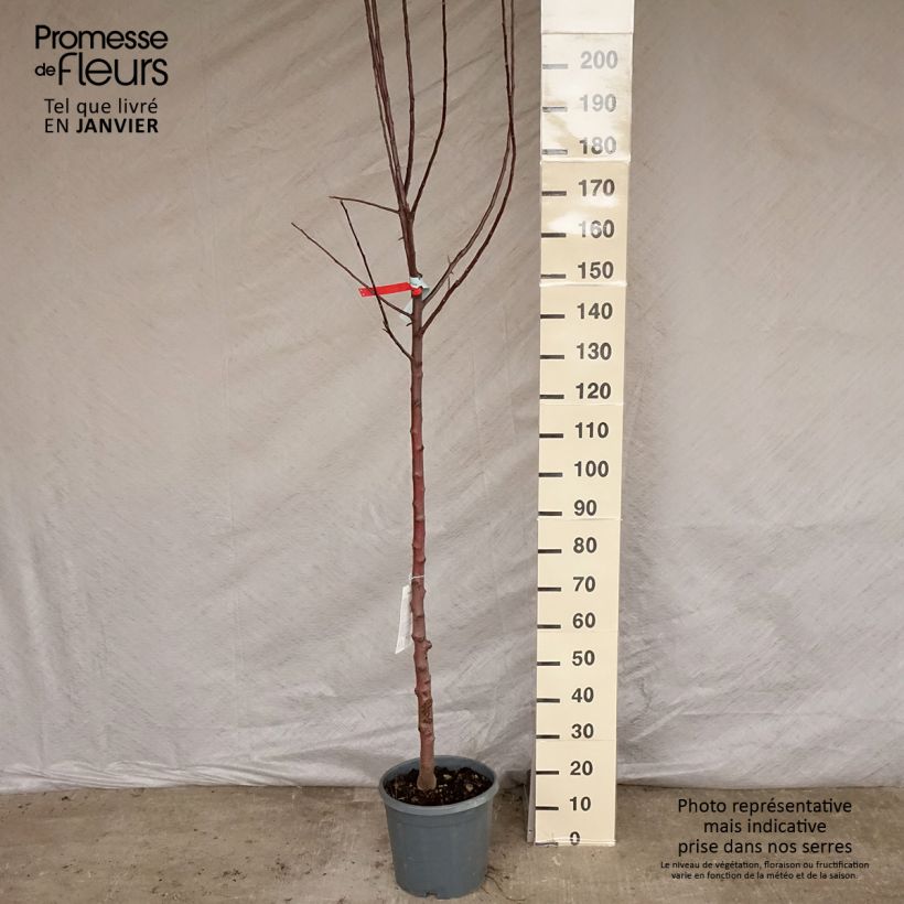 Exemplar von Apfelbaum Reinette grise du canada - Malus domestica Topf mit 7,5L/10L, Halbstamm wie im Winter geliefert