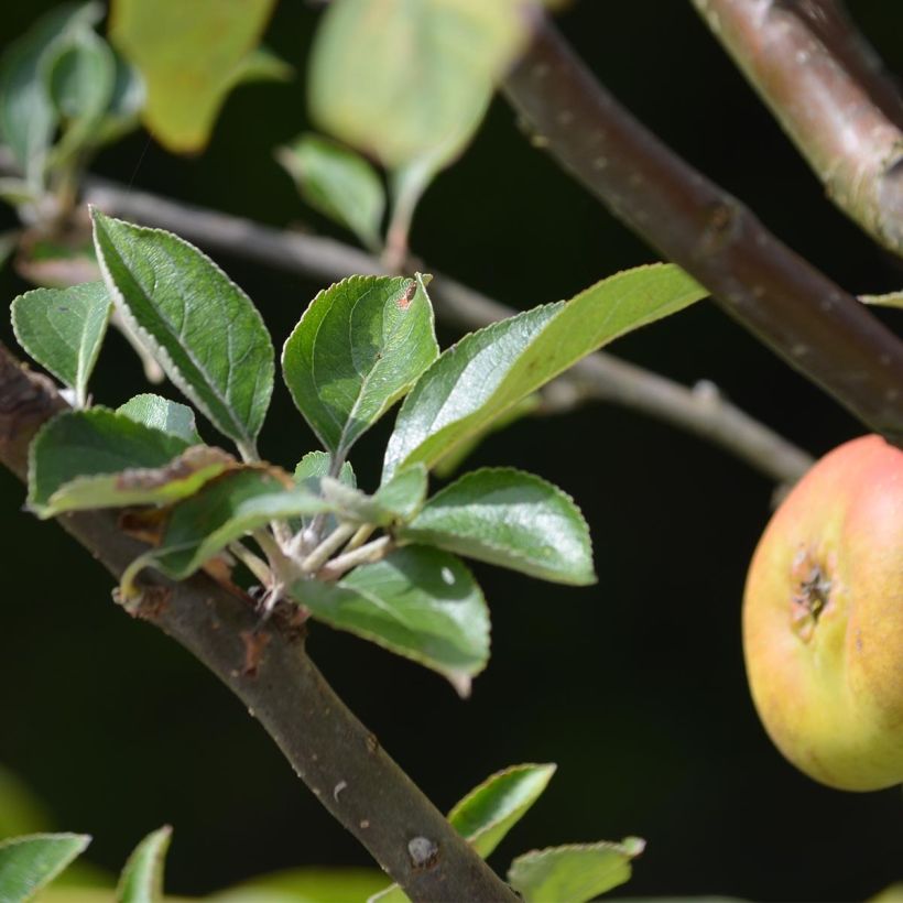 Apfelbaum Reinette grise du canada - Malus domestica (Foliage)