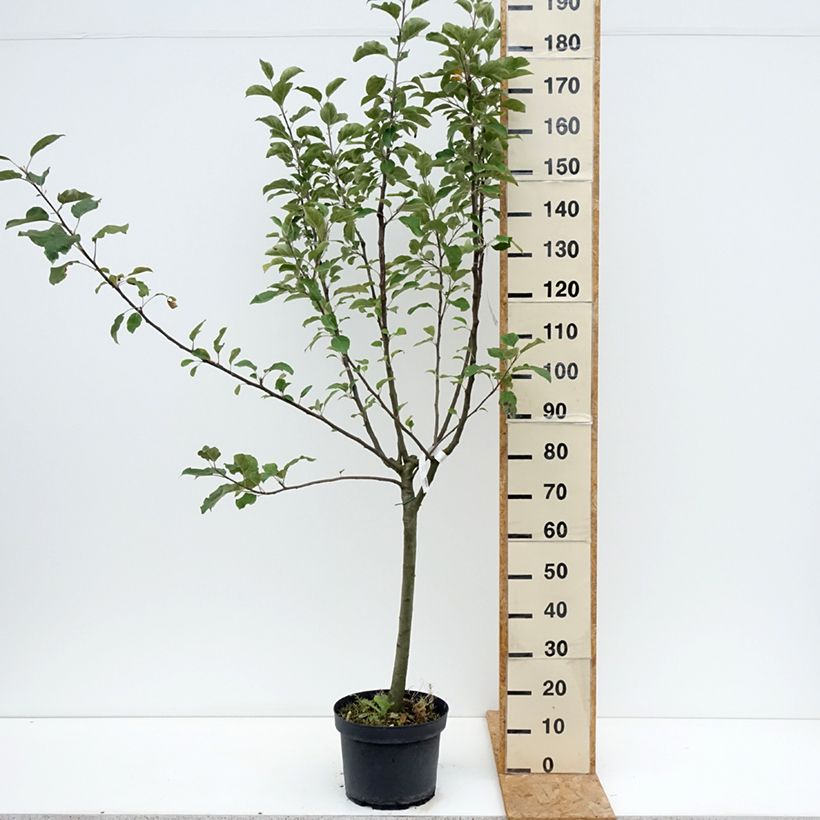 Example of Apfelbaum Reinette grise du canada - Malus domestica Topf mit 7,5L/10L, Gobelet-Form as you get in ete