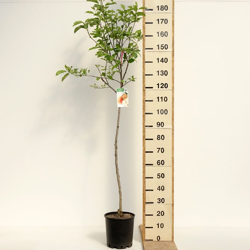 Exemplar von Apfelbaum Royal Gala - Malus domestica Topf mit 7,5L/10L, Halbstamm wie im Frühjahr geliefert