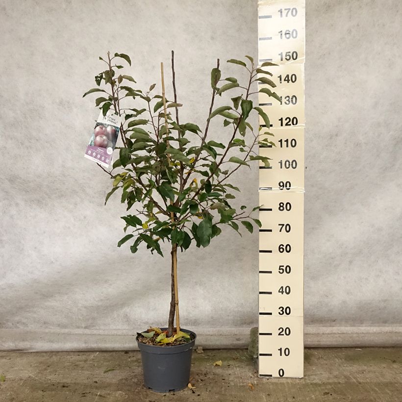 Example of Apfelbaum Royal Gala - Malus domestica Topf mit 7,5L/10L, Gobelet-Form as you get in automne