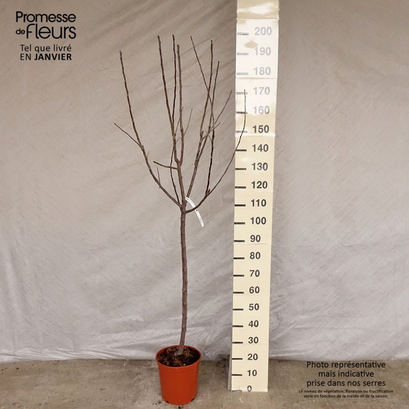 Exemplar von Apfelbaum Royal Gala - Malus domestica Topf mit 7,5L/10L, Gobelet-Form wie im Winter geliefert