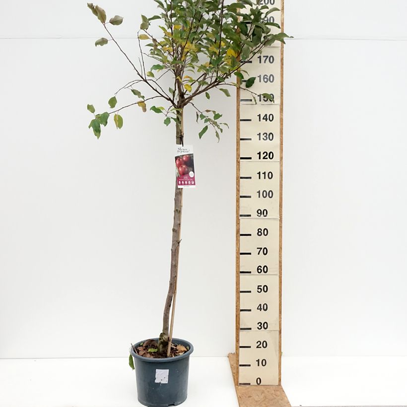 Exemplar von Apfelbaum Royal Gala - Malus domestica Topf mit 7,5L/10L, Halbstamm wie im Herbst geliefert