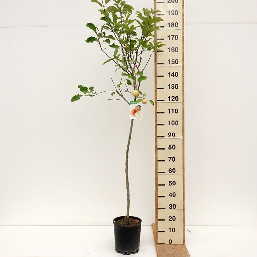 Example of Apfelbaum Royal Gala - Malus domestica Topf mit 7,5L/10L, Halbstamm as you get in ete
