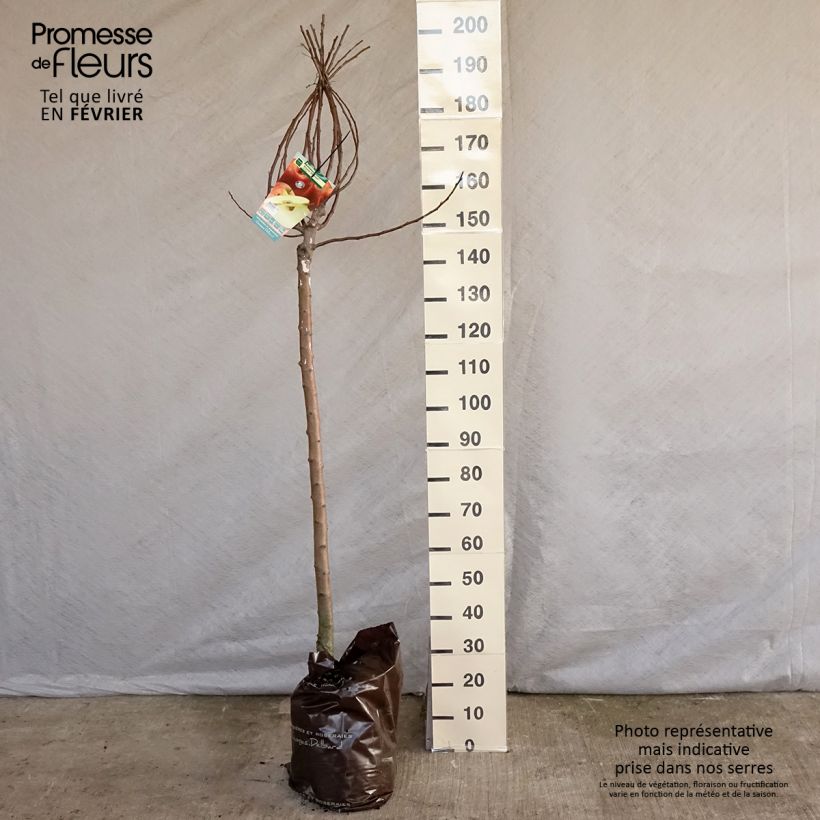 Exemplar von Apfelbaum Royale Delbard delfloga - Malus domestica Plug "Fertig-zum-Pflanzen", Halbstamm wie im Winter geliefert