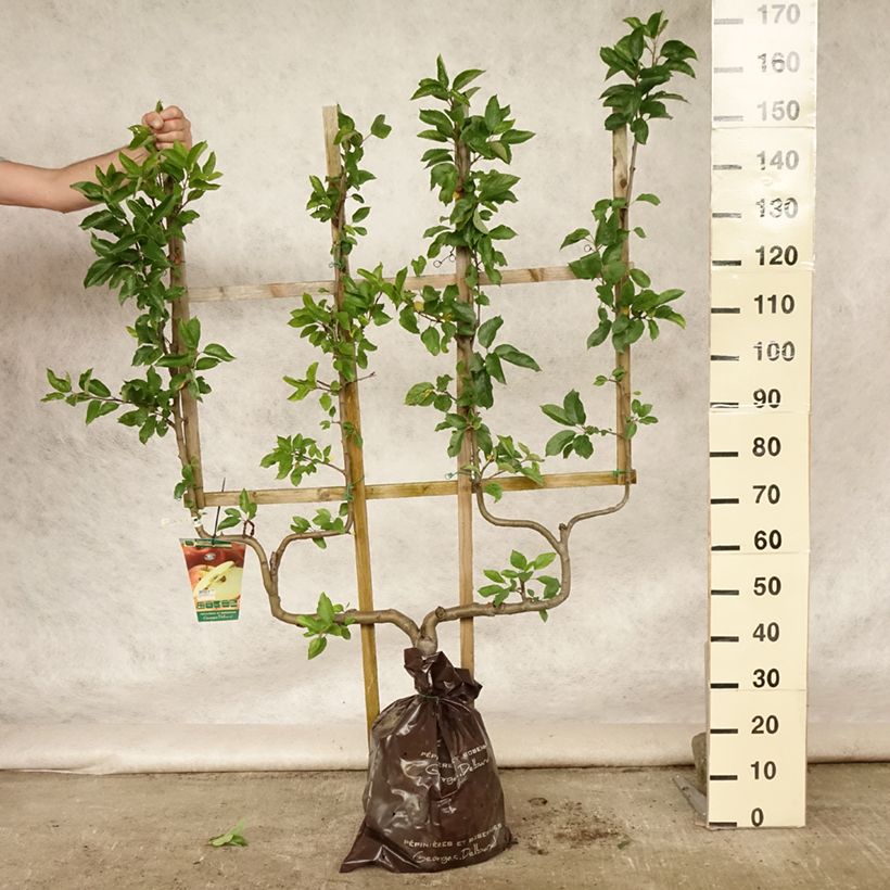 Exemplar von Apfelbaum Royale Delbard delfloga - Malus domestica Plug "Fertig-zum-Pflanzen", Spalierobst doppelte U-Form wie im Sommer geliefert