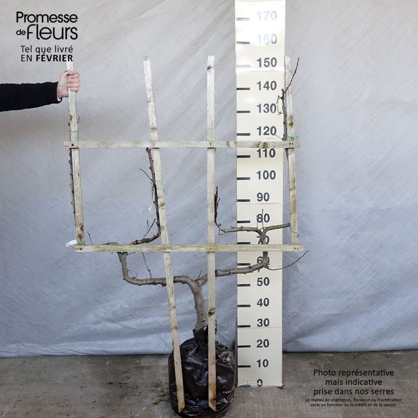 Exemplar von Apfelbaum Royale Delbard delfloga - Malus domestica Plug "Fertig-zum-Pflanzen", Spalierobst doppelte U-Form wie im Winter geliefert