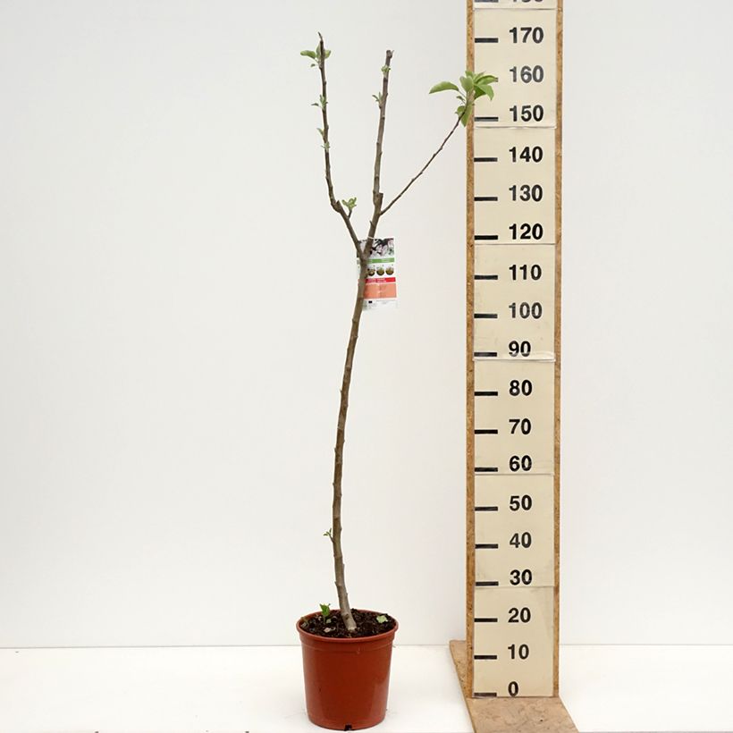 Exemplar von Apfelbaum Starking Delicious - Malus domestica Topf mit 7,5L/10L, Halbstamm wie im Frühjahr geliefert