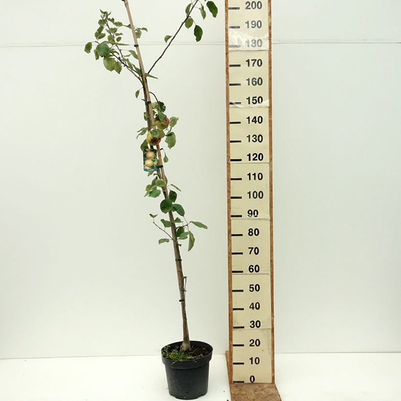 Exemplar von Goldparmäne Szara Reneta - Malus domestica Topf mit 7,5L/10L, Heister wie im Sommer geliefert