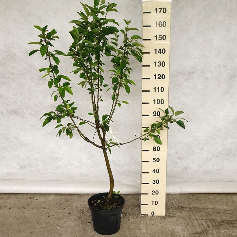 Exemplar von Apfelbaum Winter Banana - Malus domestica Topf mit 7,5L/10L, Gobelet-Form wie im Frühjahr geliefert