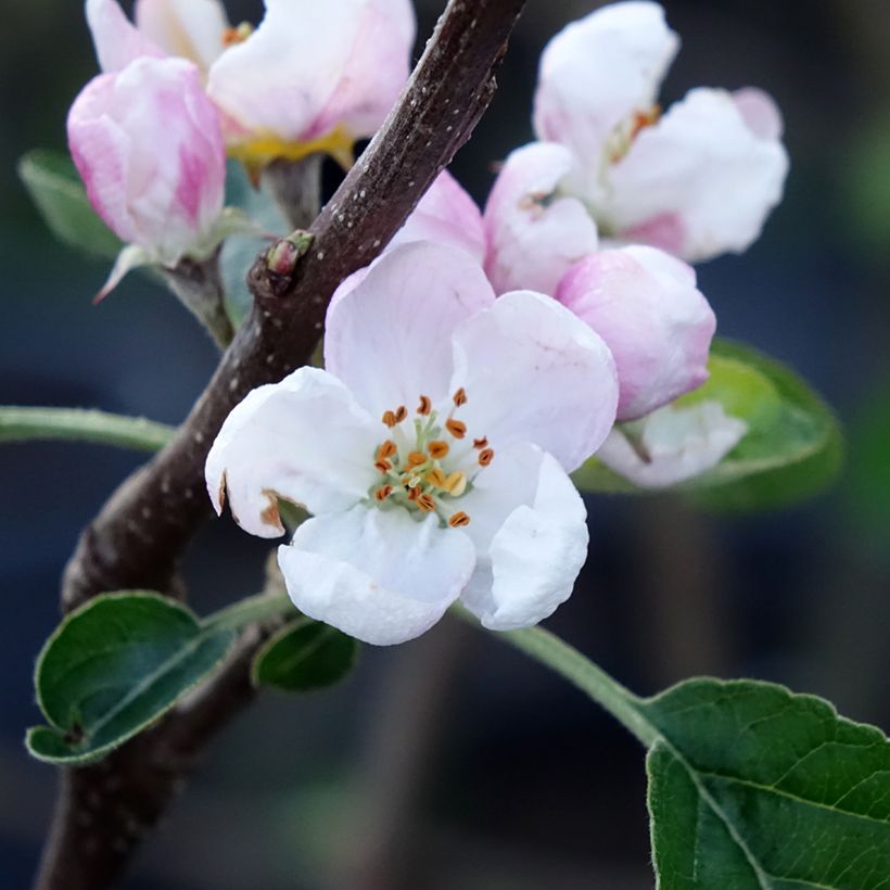 Apfelbaum Winter Banana - Malus domestica (Flowering)