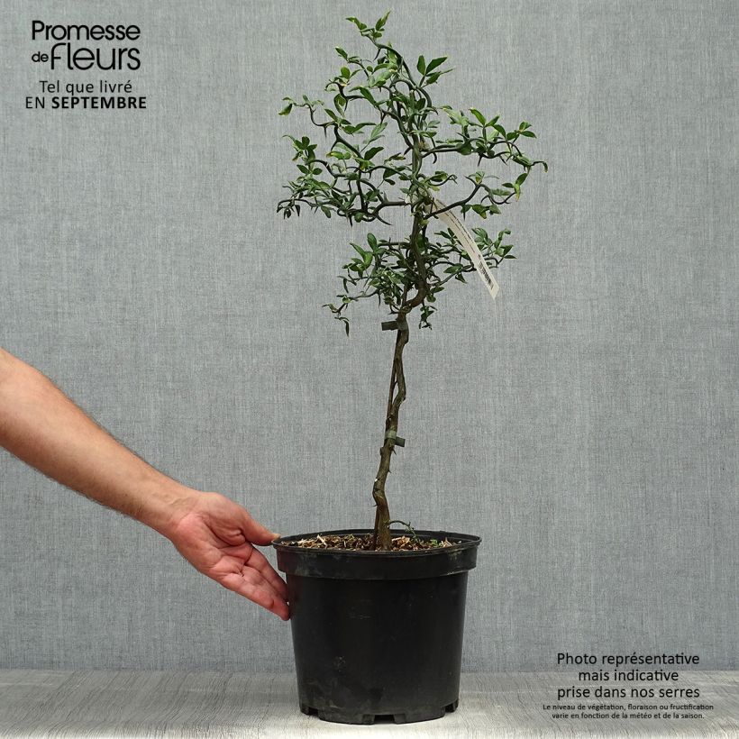 Exemplar von Dreiblättrige Orange Flying Dragon - Poncirus trifoliata Topf mit 2L/3L wie im Herbst geliefert