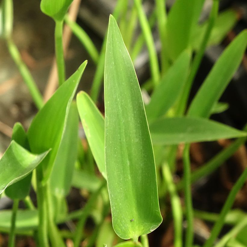 Pontederia lanceolata - Herzblättriges Hechtkraut (Foliage)