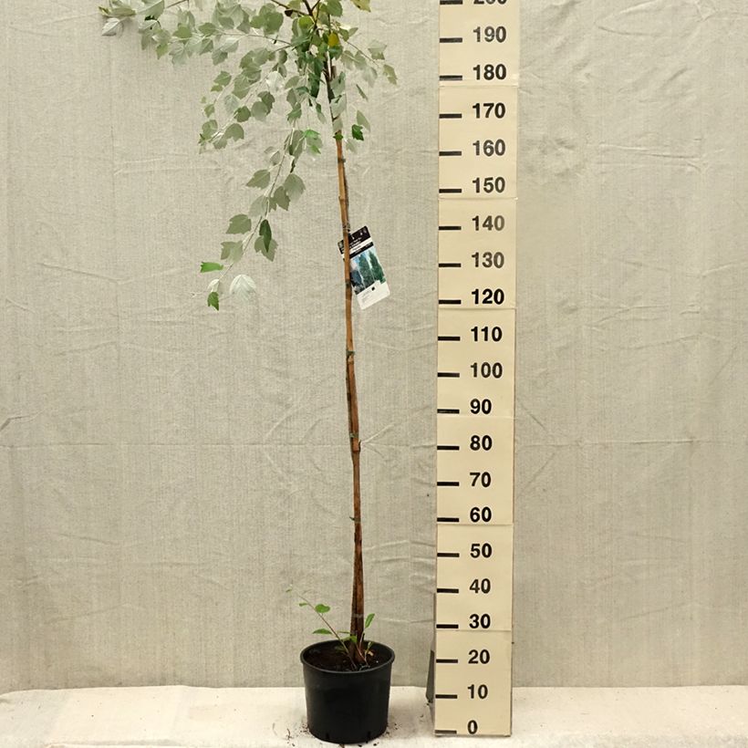 Example of Silber-Pappel - Populus alba Topf mit 7,5L/10L as you get in ete