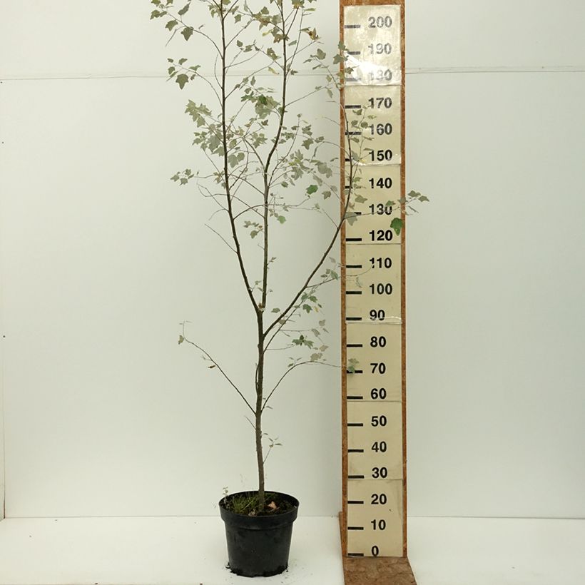 Exemplar von Silber-Pappel Richardii - Populus alba Topf mit 4L/5L wie im Sommer geliefert