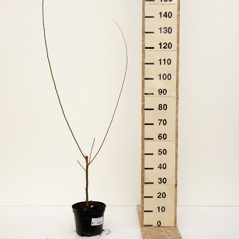 Example of Silber-Pappel Richardii - Populus alba Topf mit 4L/5L as you get in hiver