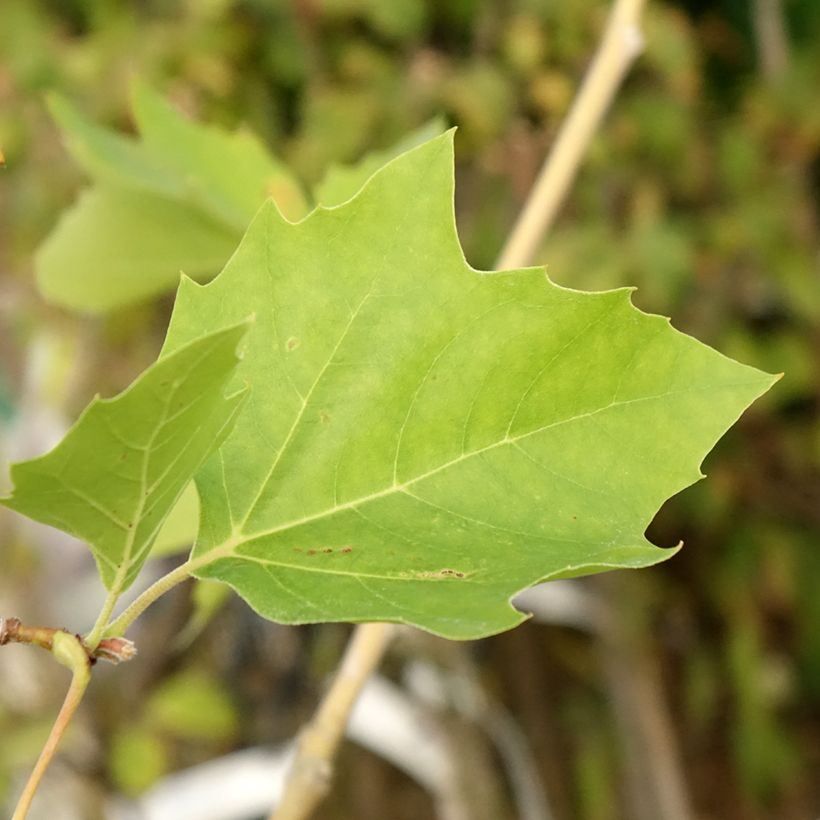Schwarz-Pappel Lombardy Gold - Populus nigra (Laub)