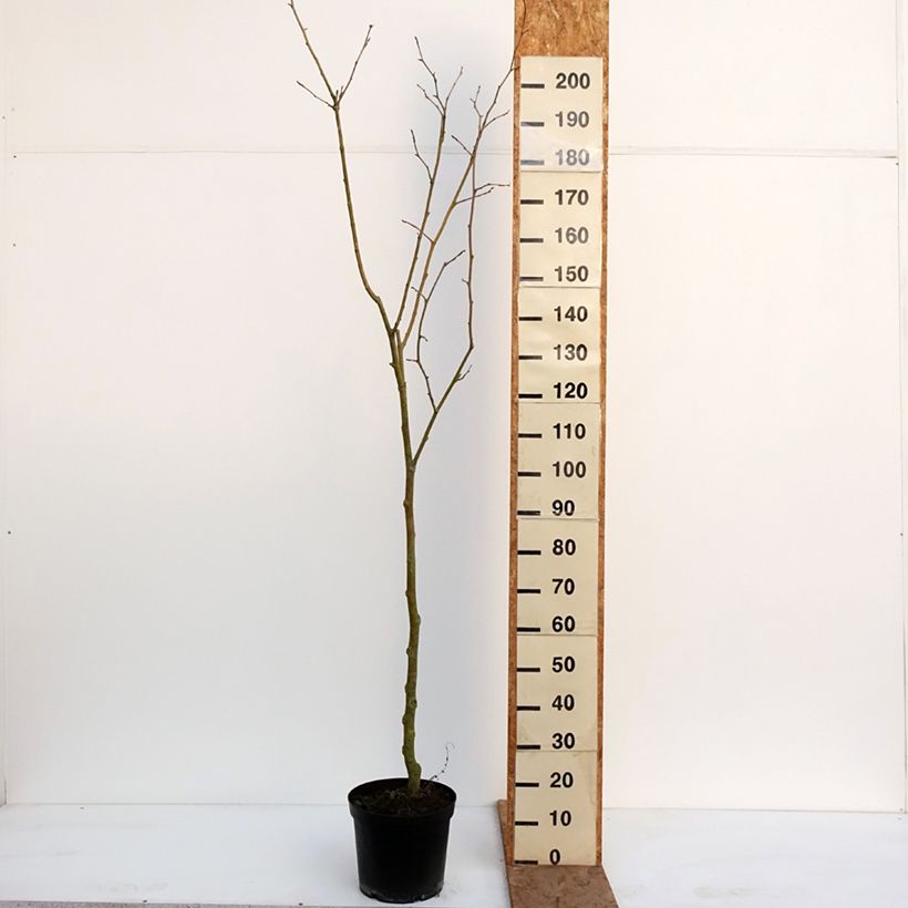Exemplar von Schwarz-Pappel Lombardy Gold - Populus nigra Topf mit 3L/4L wie im Winter geliefert