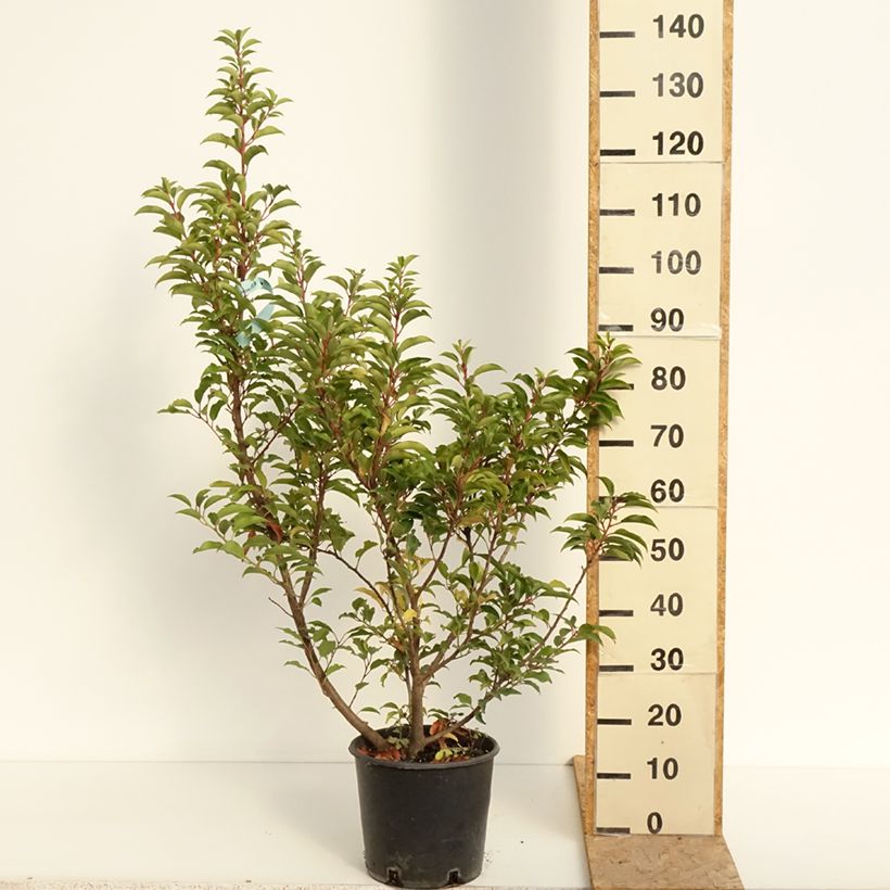 Example of Bastard-Schwarz Serotina Aurea -Populus x canadensis x euramericana Topf mit 4L/5L as you get in ete