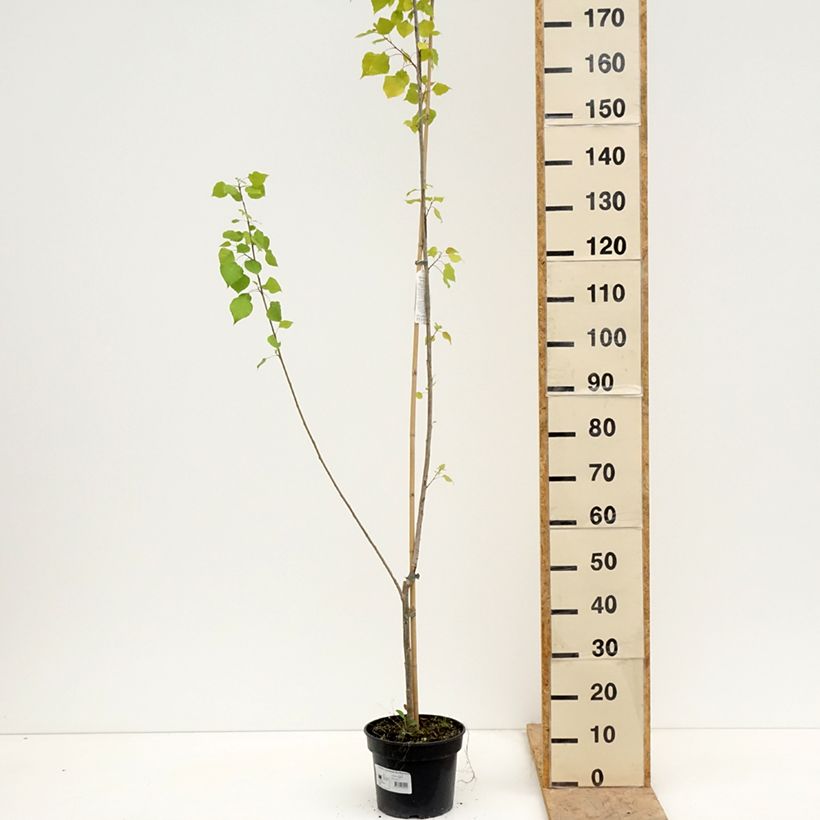 Exemplar von Bastard-Schwarz Serotina Aurea -Populus x canadensis x euramericana Topf mit 4L/5L wie im Frühjahr geliefert