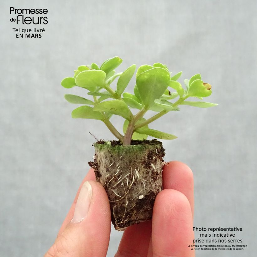Example of Portulak Pazzaz Nano Yellow Twist - Portulaca Mini-Plug Ø 3/4 cm as you get in printemps