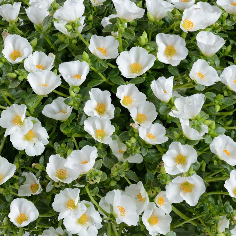 Portulak Pazzaz White - Portulaca (Flowering)