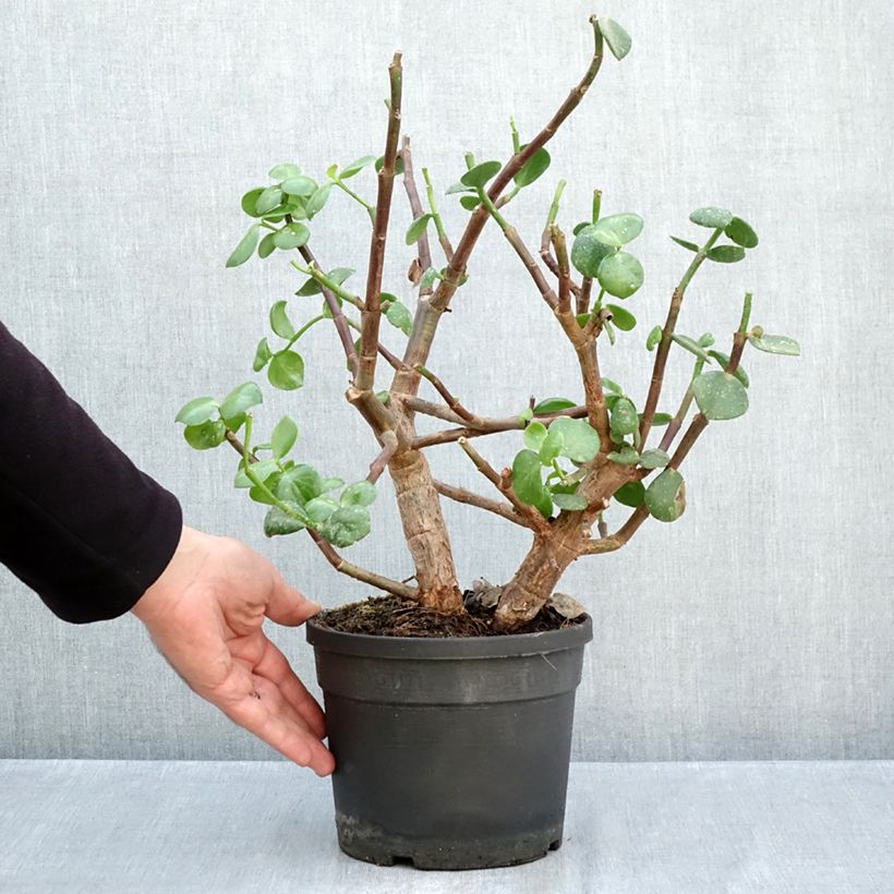 Exemplar von Speckbaum - Portulacaria afra Macrophylla Topf mit 3L/4L wie im Herbst geliefert