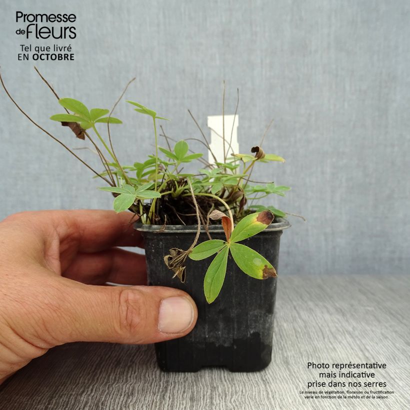 Example of Weißes Fingerkraut - Potentilla alba Kleine Töpfe von 8/9 cm as you get in automne