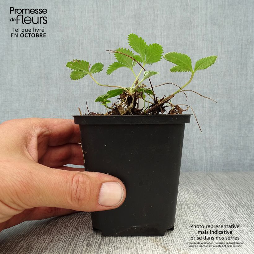 Example of Potentilla Arc en Ciel - Gefülltes Fingerkraut Kleine Töpfe von 8/9 cm as you get in automne