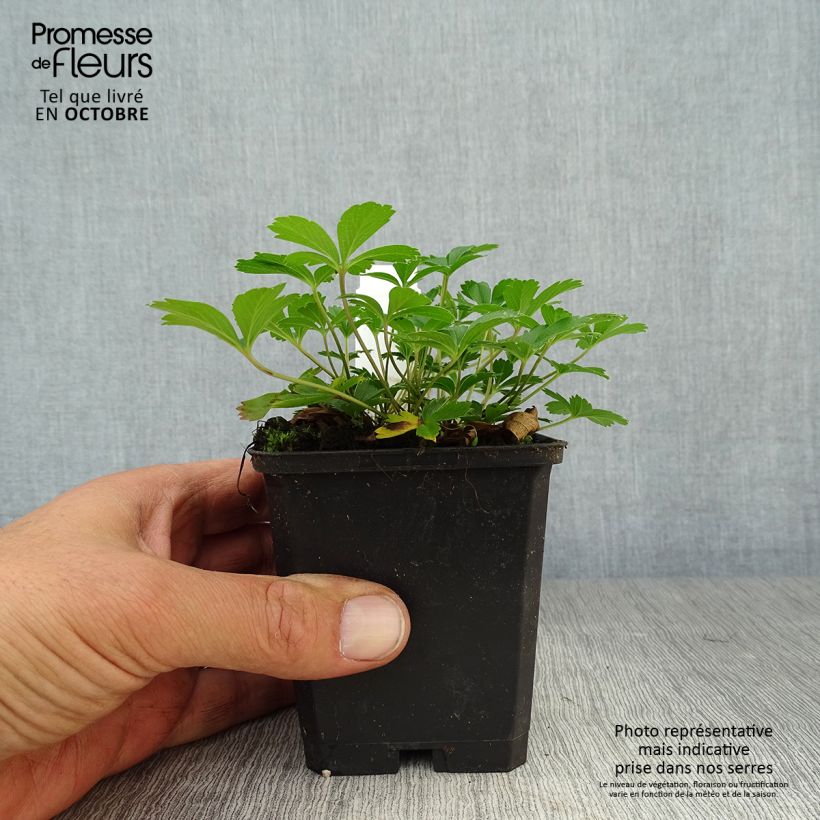 Example of Gold-Fingerkraut - Potentilla aurea Kleine Töpfe von 8/9 cm as you get in automne