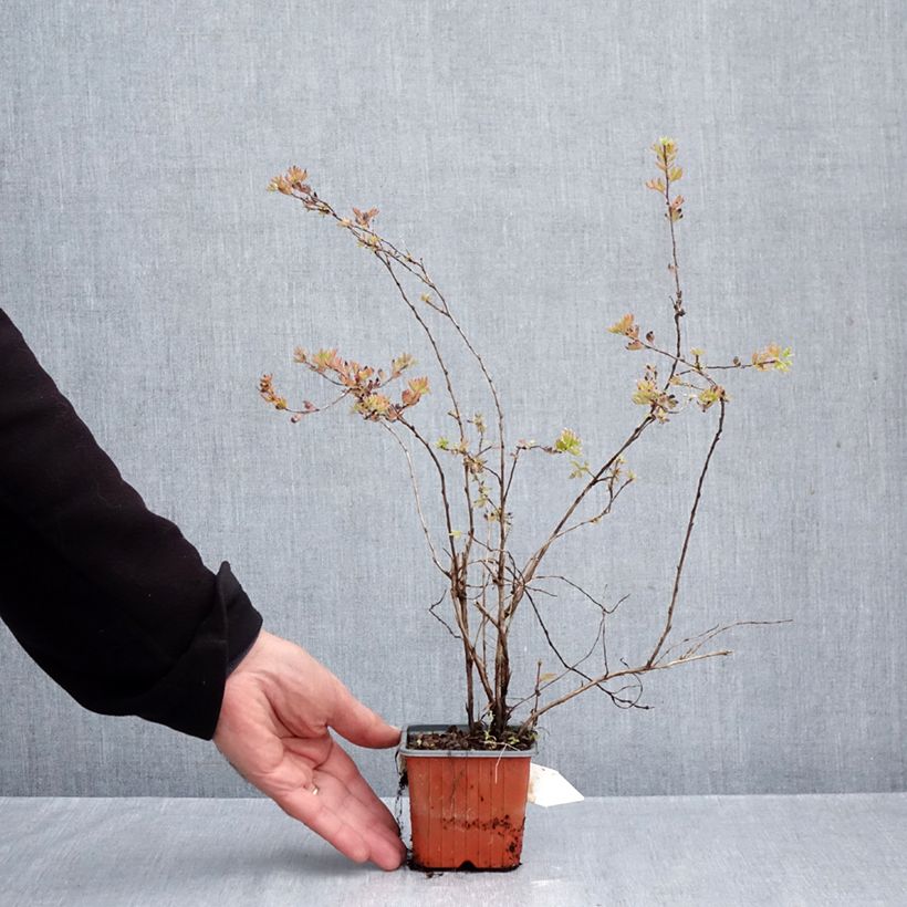 Exemplar von Fingerstrauch Glamour Girl - Potentilla fruticosa Kleine Töpfe von 8/9 cm wie im Herbst geliefert