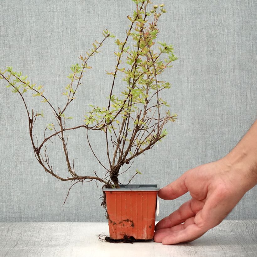 Example of Fingerstrauch Glamour Girl - Potentilla fruticosa Kleine Töpfe von 8/9 cm as you get in ete