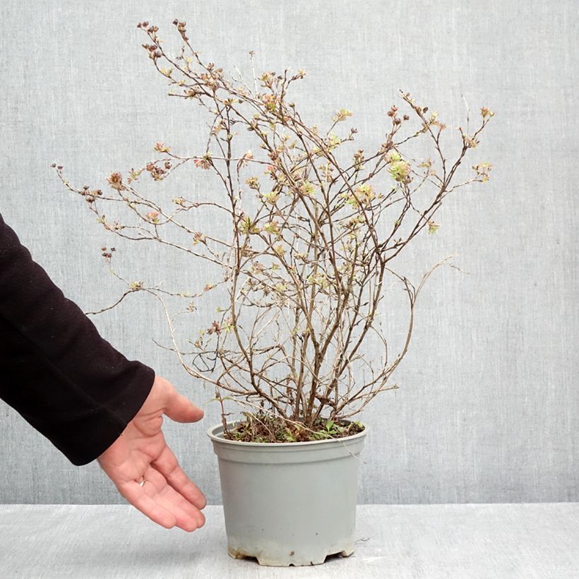 Exemplar von Fingerstrauch Glamour Girl - Potentilla fruticosa Topf mit 2L/3L wie im Herbst geliefert