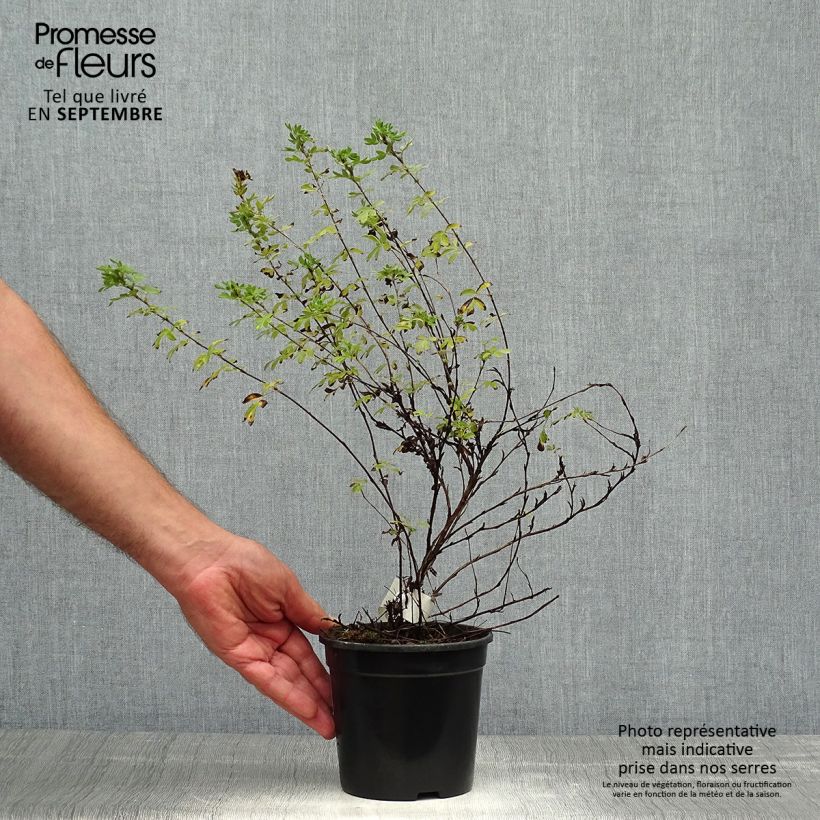 Example of Fingerstrauch Abbotswood - Potentilla fruticosa Topf mit 1L/1,5L as you get in automne