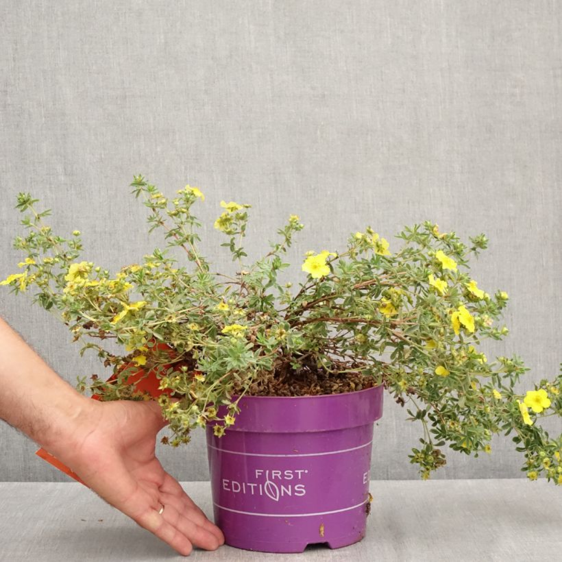 Example of Fingerstrauch Citrus Tart - Potentilla fruticosa Topf mit 2L/3L as you get in ete