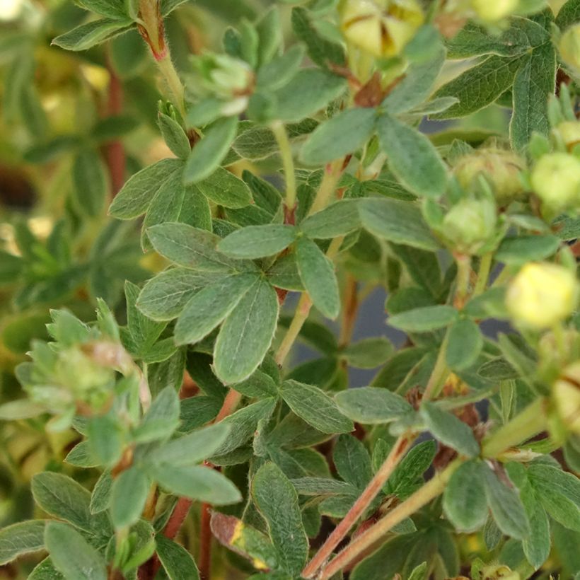 Fingerstrauch Citrus Tart - Potentilla fruticosa (Foliage)