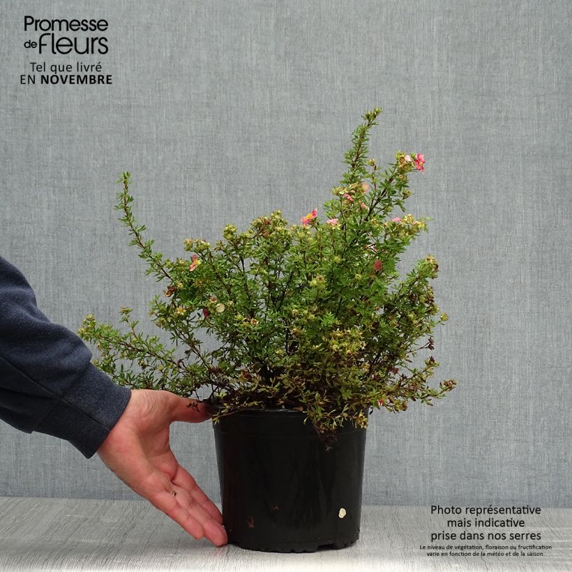Example of Fingerstrauch Danny Boy - Potentilla fruticosa Topf mit 2L/3L as you get in automne